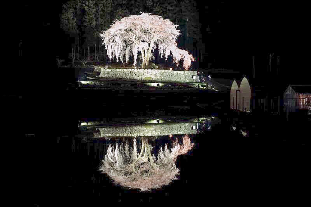 水戸野のしだれ桜　夜桜　ライトアップ　岐阜県加茂郡白川町の観光・撮影スポットの画像と写真