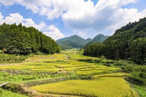 田園　稲刈り前　愛知県新城市四谷の観光・撮影スポットの画像と写真