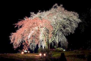 水戸野のしだれ桜　夜桜　ライトアップ　岐阜県加茂郡白川町の観光・撮影スポットの画像と写真