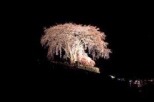 水戸野のしだれ桜　夜桜　ライトアップ　岐阜県加茂郡白川町の観光・撮影スポットの画像と写真