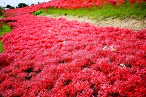 逢妻女川　彼岸花　愛知県豊田市の観光・撮影スポットの画像と写真