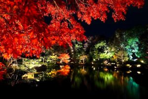白鳥庭園　観楓会／あかりアート　紅葉　夜景　ライトアップ　リフレクション　名古屋市熱田区の観光・撮影スポットの画像と写真