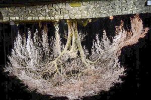 水戸野のしだれ桜　夜桜　ライトアップ　岐阜県加茂郡白川町の観光・撮影スポットの画像と写真
