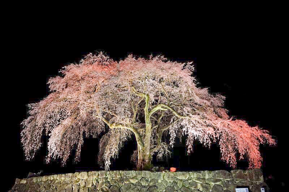 水戸野のしだれ桜　夜桜　ライトアップ　岐阜県加茂郡白川町の観光・撮影スポットの画像と写真
