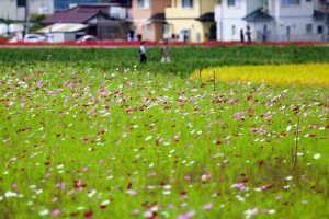 逢妻女川　コスモス　愛知県豊田市の観光・撮影スポットの画像と写真