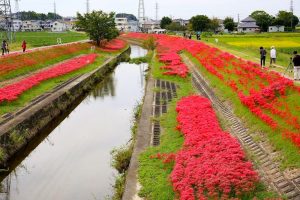 逢妻女川　彼岸花　愛知県豊田市の観光・撮影スポットの画像と写真