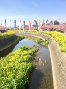 免々田川　菜の花・桜まつり　河津桜　鯉のぼり　愛知県田原市の観光・撮影スポットの画像と写真