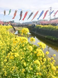 免々田川　菜の花・桜まつり　河津桜　鯉のぼり　愛知県田原市の観光・撮影スポットの画像と写真