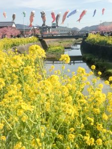 免々田川　菜の花・桜まつり　河津桜　鯉のぼり　愛知県田原市の観光・撮影スポットの画像と写真