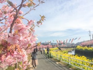 免々田川　桜まつり　河津桜　愛知県田原市の観光・撮影スポットの画像と写真