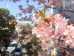 免々田川　桜まつり　河津桜　愛知県田原市の観光・撮影スポットの画像と写真