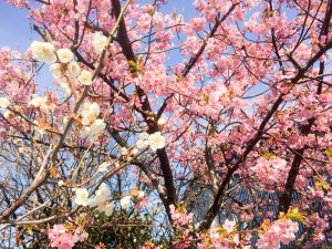 免々田川　桜まつり　河津桜　愛知県田原市の観光・撮影スポットの画像と写真