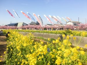 免々田川　菜の花・桜まつり　河津桜　鯉のぼり　愛知県田原市の観光・撮影スポットの画像と写真