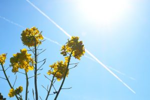 菜の花ガーデン　菜の花　飛行機雲　満開　2月　愛知県田原市の観光・撮影スポットの画像と写真