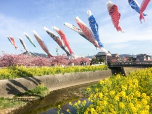 免々田川　菜の花・桜まつり　河津桜　鯉のぼり　愛知県田原市の観光・撮影スポットの画像と写真