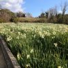 佐久島　アートの島　水仙　愛知県西尾市佐久島の観光・撮影スポットの画像と写真