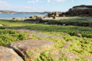 佐久島　アートの町　大明神（海岸）　愛知県西尾市佐久島の観光・撮影スポットの写真や画像