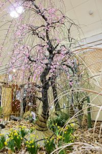 名城公園　フラワープラザ　梅まつり　名古屋市北区の観光・撮影スポットの画像と写真
