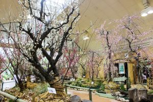 名城公園　フラワープラザ　梅まつり　名古屋市北区の観光・撮影スポットの画像と写真