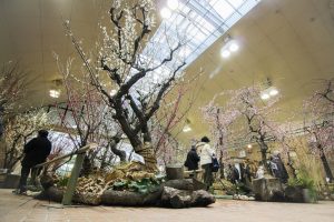 名城公園　フラワープラザ　梅まつり　名古屋市北区の観光・撮影スポットの画像と写真