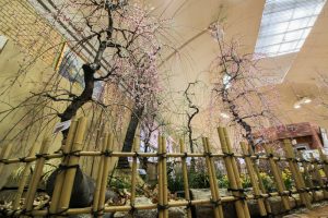 名城公園　フラワープラザ　梅まつり　名古屋市北区の観光・撮影スポットの画像と写真