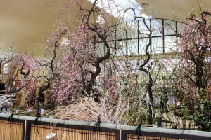 名城公園　フラワープラザ　梅まつり　名古屋市北区の観光・撮影スポットの画像と写真