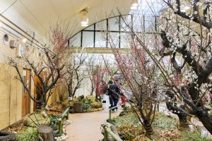 名城公園　フラワープラザ　梅まつり　名古屋市北区の観光・撮影スポットの画像と写真