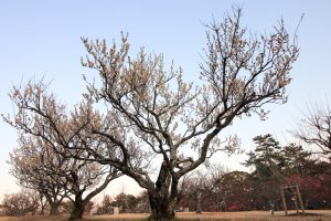 岡崎南公園　葵梅林　梅まつり　愛知県岡崎市の観光・撮影スポットの写真と画像