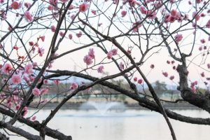 岡崎南公園　葵梅林と噴水　梅まつり　愛知県岡崎市の観光・撮影スポットの写真と画像