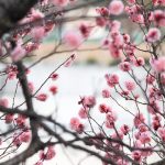 岡崎南公園　葵梅林と噴水　梅まつり　愛知県岡崎市の観光・撮影スポットの写真と画像