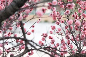 岡崎南公園　葵梅林と噴水　梅まつり　愛知県岡崎市の観光・撮影スポットの写真と画像