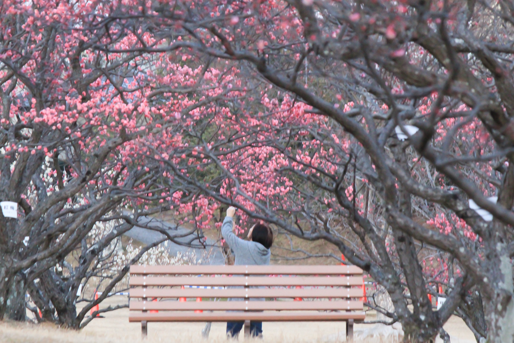 岡崎南公園　葵梅林　梅まつり　愛知県岡崎市の観光・撮影スポットの写真と画像