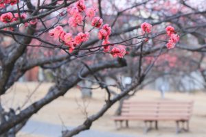 岡崎南公園　葵梅林　梅まつり　愛知県岡崎市の観光・撮影スポットの写真と画像