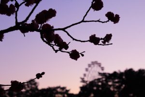 岡崎南公園　梅と観覧車と夕日　マジックアワー　愛知県岡崎市の観光・撮影スポットの写真と画像