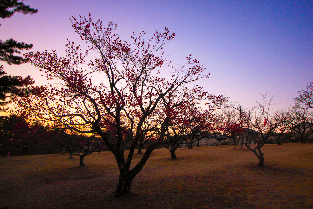 岡崎南公園　梅と夕日　マジックアワー　愛知県岡崎市の観光・撮影スポットの写真と画像