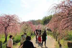 農業センターdelaふぁーむ　梅まつり　しだれ梅　名古屋市天白区の観光・撮影スポットの写真と風景