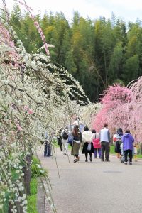 農業センターdelaふぁーむ　梅まつり　しだれ梅　名古屋市天白区の観光・撮影スポットの写真と風景