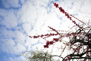 農業センターdelaふぁーむ　梅まつり　しだれ梅　名古屋市天白区の観光・撮影スポットの写真と風景