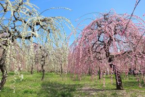 農業センターdelaふぁーむ　梅まつり　しだれ梅　名古屋市天白区の観光・撮影スポットの写真と風景
