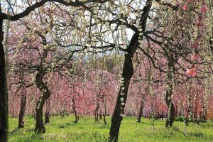 農業センターdelaふぁーむ　梅まつり　しだれ梅　名古屋市天白区の観光・撮影スポットの写真と風景