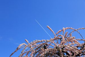 農業センターdelaふぁーむ　梅まつり　しだれ梅　名古屋市天白区の観光・撮影スポットの写真と風景