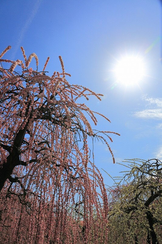 農業センターdelaふぁーむ　梅まつり　しだれ梅　名古屋市天白区の観光・撮影スポットの写真と風景