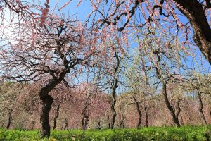 農業センターdelaふぁーむ　梅まつり　しだれ梅　名古屋市天白区の観光・撮影スポットの写真と風景