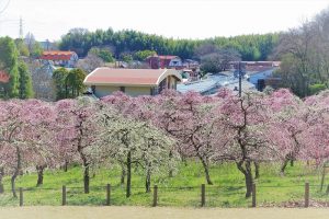 農業センターdelaふぁーむ　梅まつり　しだれ梅　名古屋市天白区の観光・撮影スポットの写真と風景