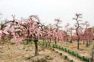 荒子公園（３月）梅まつり　しだれ梅　名古屋市中川区の観光・撮影スポットの画像と写真