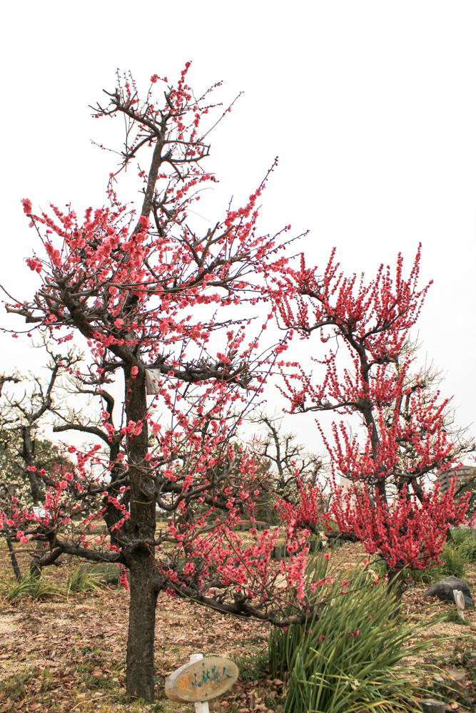 荒子公園（３月）梅まつり　寒紅梅　名古屋市中川区の観光・撮影スポットの画像と写真