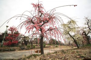 荒子公園（３月）梅まつり　しだれ梅　名古屋市中川区の観光・撮影スポットの画像と写真