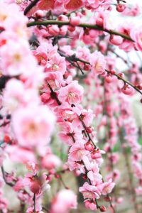 荒子公園（３月）梅まつり　しだれ梅　名古屋市中川区の観光・撮影スポットの画像と写真