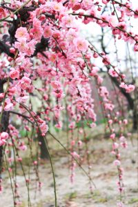 荒子公園（３月）梅まつり　しだれ梅　名古屋市中川区の観光・撮影スポットの画像と写真