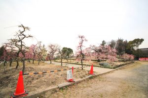 荒子公園（３月）梅まつり　しだれ梅　名古屋市中川区の観光・撮影スポットの画像と写真